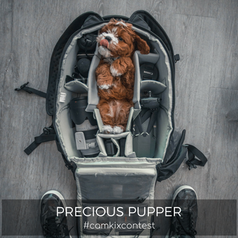 August Photo Contest: Precious Pupper