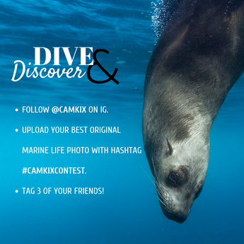 November Photo Contest: Dive and Discover